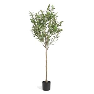עציץ עץ זית 650 עלים 150 ס״מ